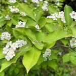 Pourthiaea villosa Blatt