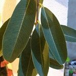 Castanospermum australe Blatt