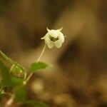 Chimaphila japonica Flower