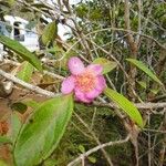Rhodomyrtus locellata 花