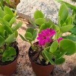 Kalanchoe blossfeldianaᱥᱟᱠᱟᱢ