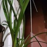 Cymbidium devonianum Blatt