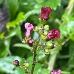 Scrophularia auriculata പുഷ്പം