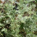 Artemisia vallesiaca ശീലം