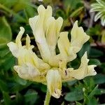 Oxytropis campestris Fiore