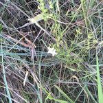 Stenaria nigricans Plante entière