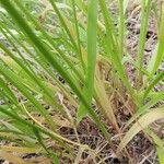 Allium subhirsutum Leaf