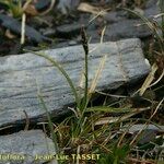 Carex rupestris Habit