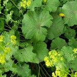 Alchemilla mollis Φύλλο