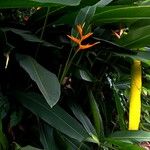 Heliconia latispatha Λουλούδι