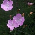 Dianthus pungens फूल