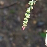 Lipandra polysperma Fleur