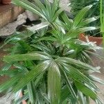Rhapis excelsa Hostoa
