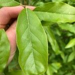 Elaeagnus multiflora 叶