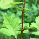 Crataegus phaenopyrum Кора