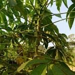 Ricinodendron heudelotii Hábito