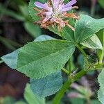 Trifolium resupinatum Folha