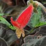 Kohleria amabilis Květ