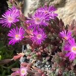 Mesembryanthemum nodiflorum Кветка