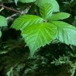 Rubus discolor برگ