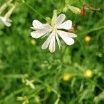 Silene italica Blomma