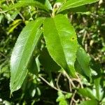 Schefflera digitata Hoja
