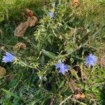 Cichorium endivia Hábito