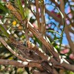 Nerium oleander Ŝelo