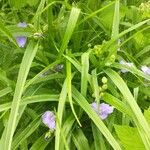 Tradescantia occidentalis 花