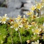 Saxifraga moschata Blodyn