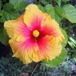 Hibiscus rosa-sinensis花