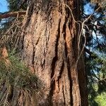 Sequoiadendron giganteum Bark