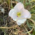 Eulobus californicus Flower
