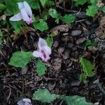 Cyclamen hederifolium Floare