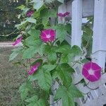 Ipomoea tricolor Folha