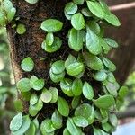 Pyrrosia nummulariifolia Лист