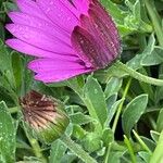 Dimorphotheca jucunda Çiçek
