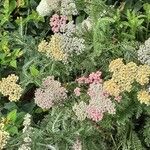 Achillea distans Hábito