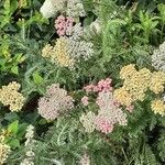 Achillea distans Hábitos