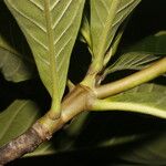 Genipa americana Кора