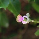 Grewia glandulosa Flower