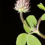 Trifolium ligusticum Άλλα