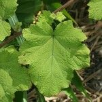 Rubus alceifolius Leaf