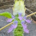Coleus caninus Flower