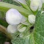 Lamium album Other