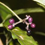 Rudgea stipulacea Fruit