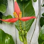 Musa ornata Flower