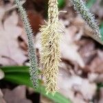 Carex pendula Λουλούδι