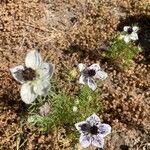 Nigella hispanica Квітка