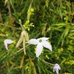 Nicotiana longiflora Квітка